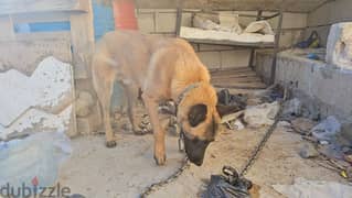 8 month Belgian Malinois for sale, super playful and sweet, loves kids