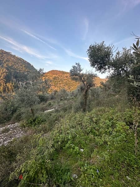 land with olive trees in jbeil  ارض رائعة مزروعة زيتون 2