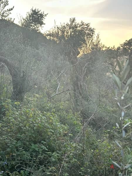 land with olive trees in jbeil  ارض رائعة مزروعة زيتون 4