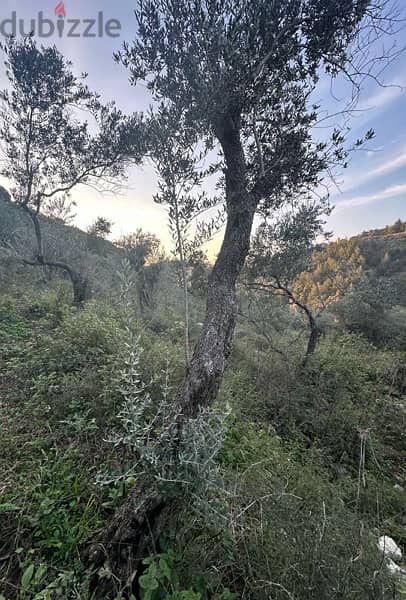 land with olive trees in jbeil  ارض رائعة مزروعة زيتون 5