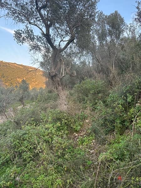 land with olive trees in jbeil  ارض رائعة مزروعة زيتون 6