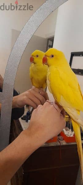 Tamed Yellow Lutino Indian Ringneck Parrot درة 1