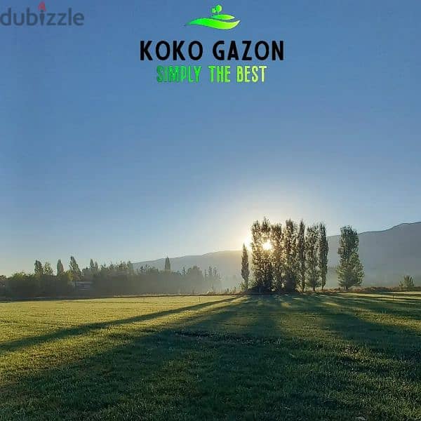 Koko Gazon 7