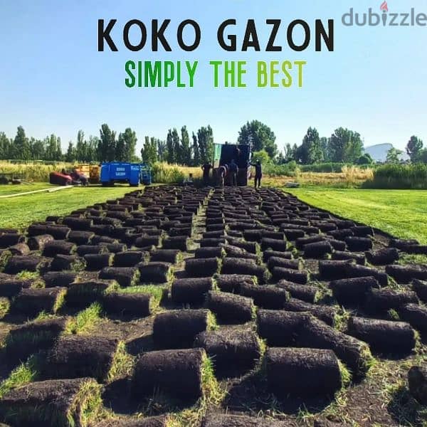 Koko Gazon 13