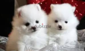 Loulou store spitz puppy