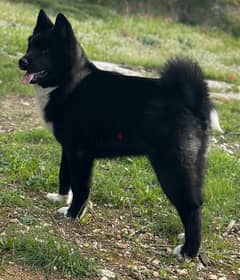 Black American Akita puppy 6 months vaccinated & dewormed