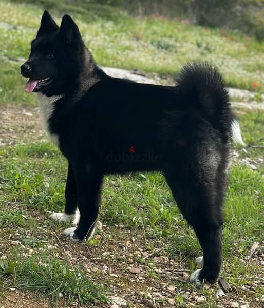 Black American Akita puppy 7 months vaccinated & dewormed 1
