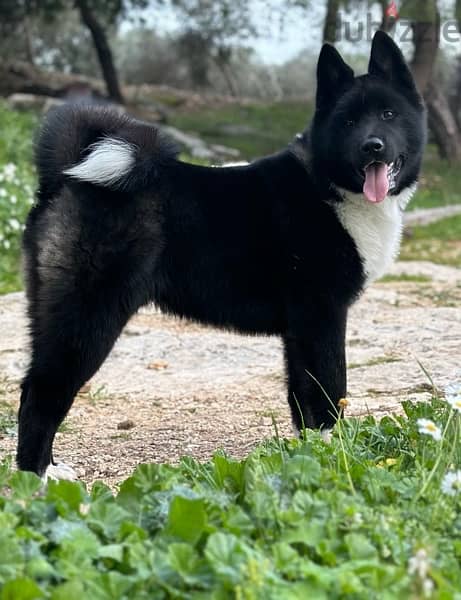 Black American Akita puppy 7 months vaccinated & dewormed 2