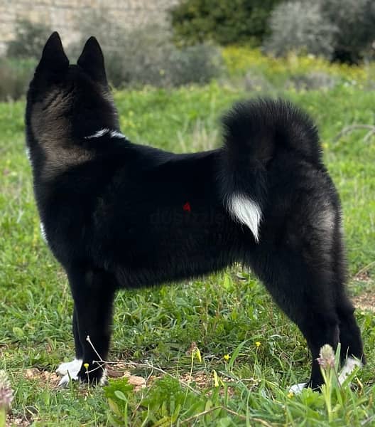 Black American Akita puppy 7 months vaccinated & dewormed 3