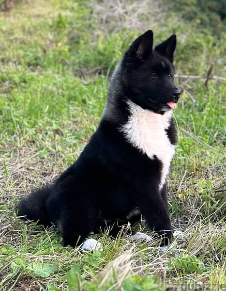 Black American Akita puppy 7 months vaccinated & dewormed 4