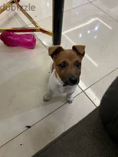 jack russel puppy for sale. 3 months old . with all his stuff and food