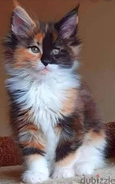 maine coon available