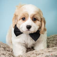 cavachon Puppies Males and females