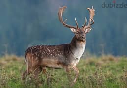 10 Male Deers ١٠ غزلان ذكور