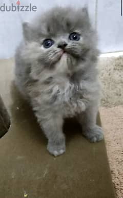Half hamalayan half persian kitten for sale قطة للبيع