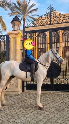 حصان واهو