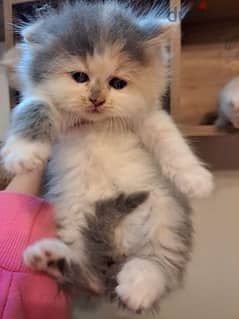 persian chinchilla kitten for sale
