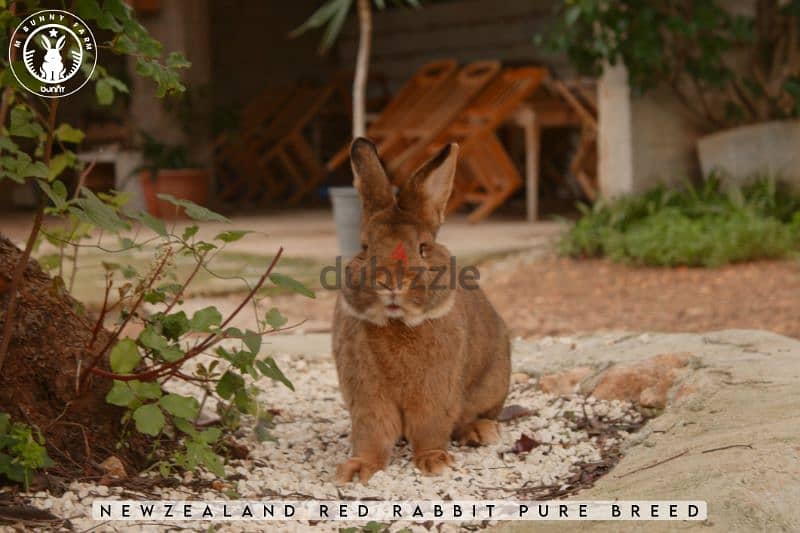 أرانب أجنبية نقية -  rabbit pure breed 11
