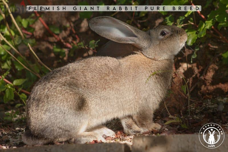 أرانب أجنبية نقية -  rabbit pure breed 13