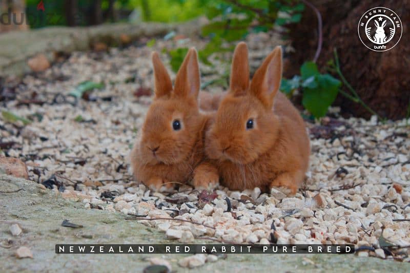 أرانب أجنبية نقية -  rabbit pure breed 16
