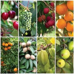 all kind of fruit trees