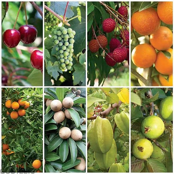 all kind of fruit trees 0