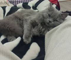 Grey British cat for sale 0