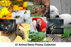 81 Animal  Photos Collection