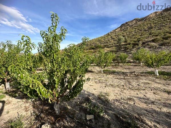 Spain Land plot for sale in Abarán Vega Alta, Murcia Ref#RML-01684 9