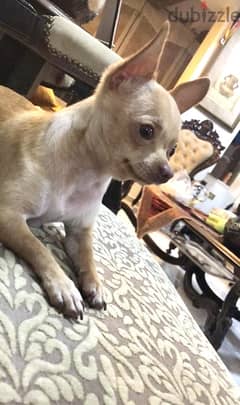 Chihuahua Dog 0