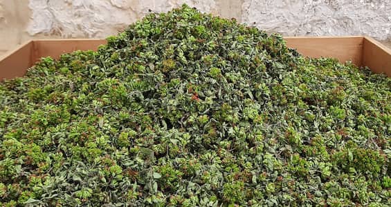 زعتر مناقيشThyme