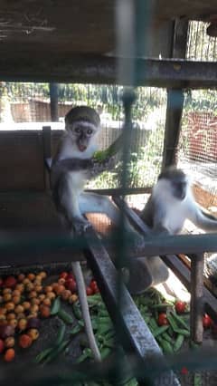 MONKEY MACCAQUE FOR SALE