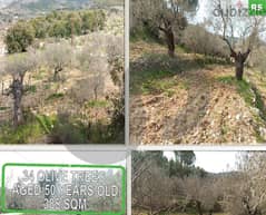 1553 sqm land in Ain kfaa JBEIL with 34 olive trees!جبيل! REF#RS103090 0