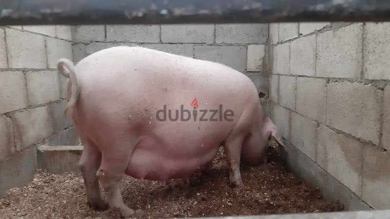 خنازير للبيع / Pigs for sale 2