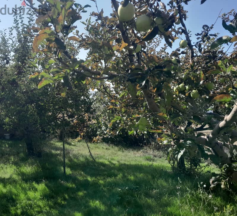 Land Planted with Fruit APPLE TREES in Tarchich with Mountain View 0