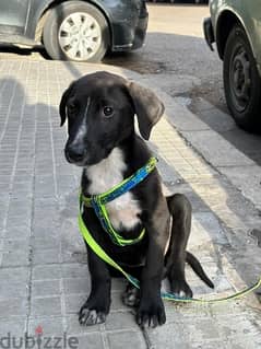 Labrador dog for sale!!