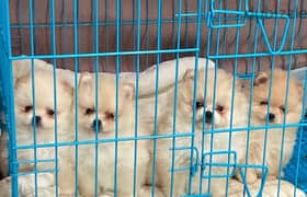 Pomeranian male and female teacup high quality vaccinated 03128995