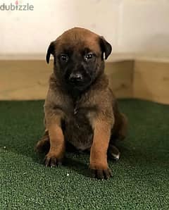 malinois puppy for sale