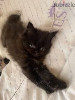 for sale kitten male and female 3 cat