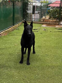 black malinois one year old trained obedience