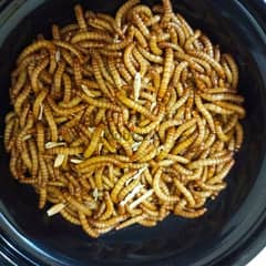 mealworms, دود قبابي