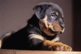 Rottweiler puppies, the sales is for permanent family only,