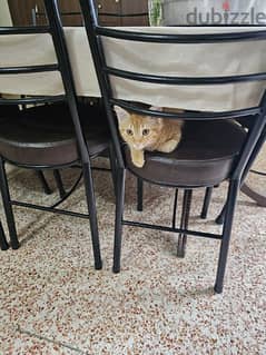 cheetoh orange cat