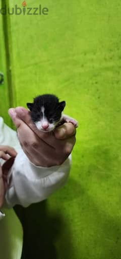 Kittens + mother cat for adoption