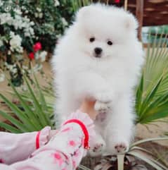VACCINATED PAIR OF POMERANIAN PUPPIES FOR ADOPTION