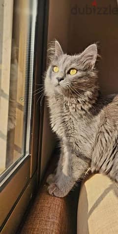 **Adorable Cat Looking for a Loving Home!**