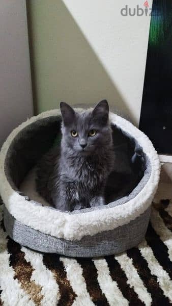 **Adorable Cat Looking for a Loving Home!** 11