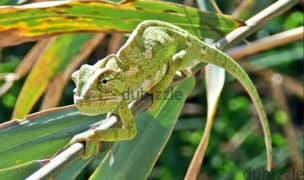 Friendly Chameleon With Cage حرباء