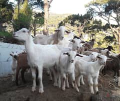 Goats 250 USD and up.
