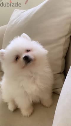 Cutest white Pomeranian puppy